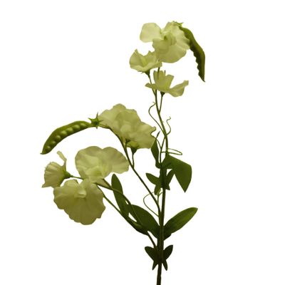 70cm Sweet Pea Spray Cream