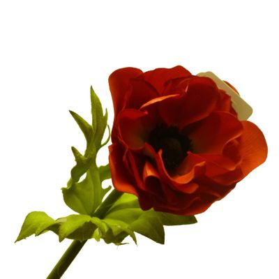 18" Anemone Red