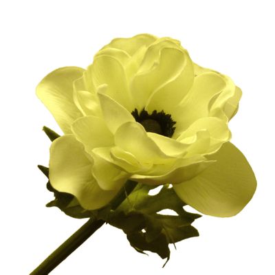 18" Anemone Cream