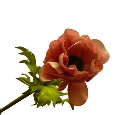 18" Anemone Pink