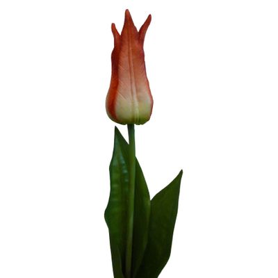 68cm Tulip Red