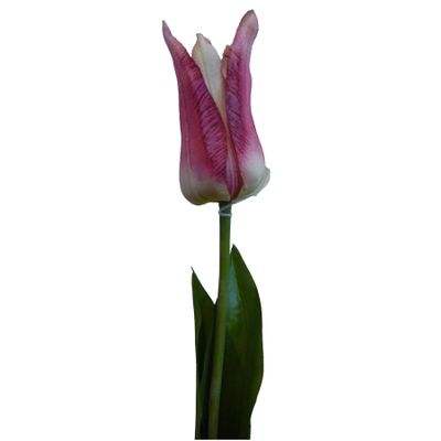 68cm Tulip Purple