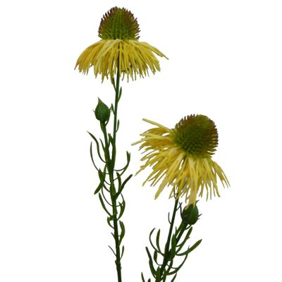 53cm Echinacea Spray Yellow