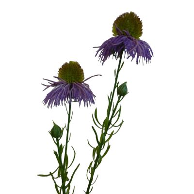 53cm Echinacea Spray Lavender