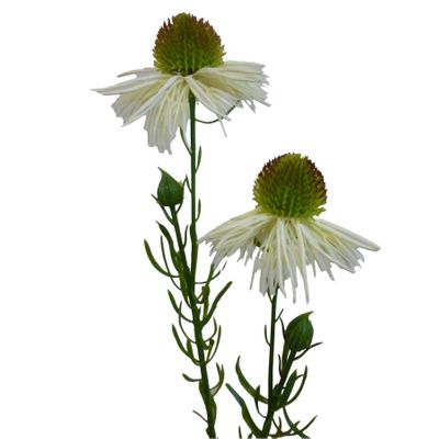 53cm Echinacea Spray Cream