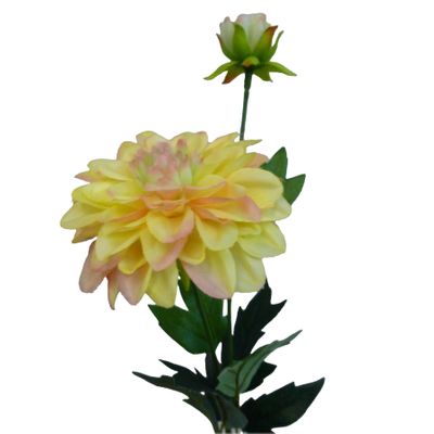 61cm Single Dahlia Peach