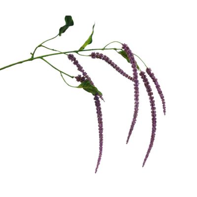 111cm Amaranthus Spray x5 Purple