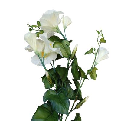 31" Morning Glory Spray Cream