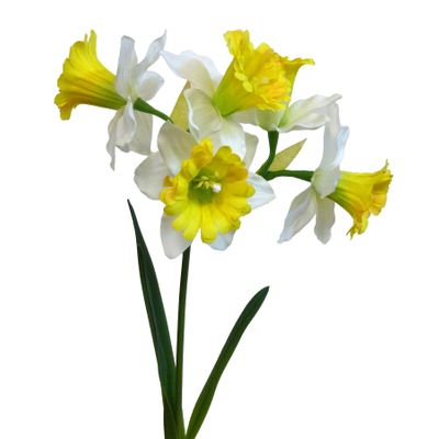 41cm Narcissus Spray Cream