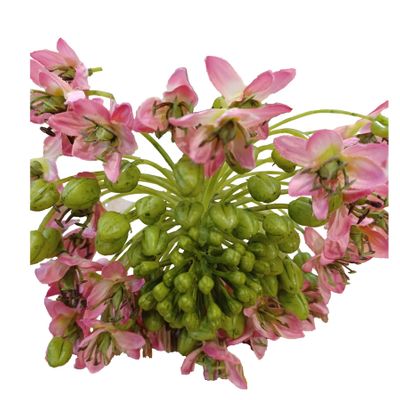 24"  Onion Flower Spray Pink