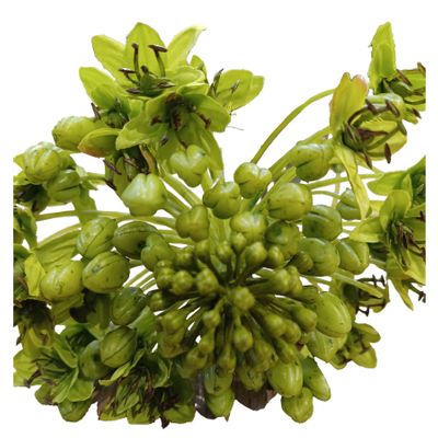 24" Onion Flower Spray Green