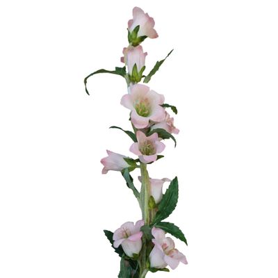88cm Campanula Spray Pink