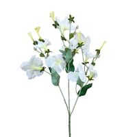 24" Morning Glory Spray Cream