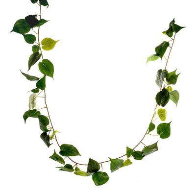 Philodendron Garland 183Cm