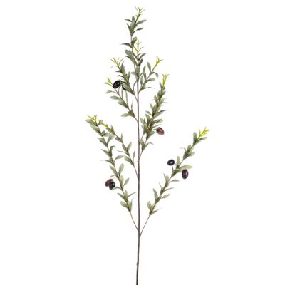 Olive Branch