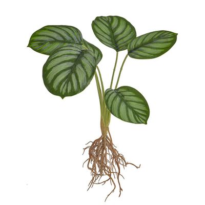 Calathea Leaves With Roots 37Cm