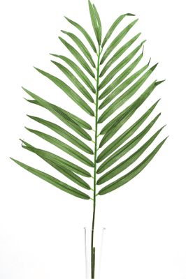 Leaf Parlour Palm 70Cm