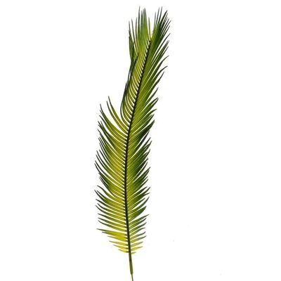 Leaf Cycas Palm
