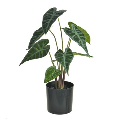 Alocasia Leaves In Pot 36.5Cm