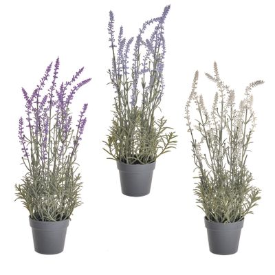 Potted Lavender 3Ast 46Cm
