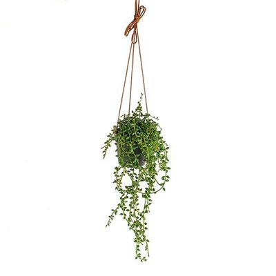 Hanging String Of Pearl Plant 40Cm