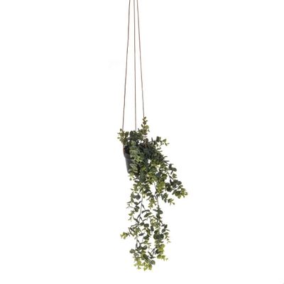 Potted Trailing Eucalyptus Plant 50Cm
