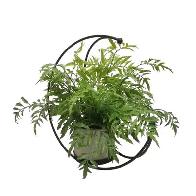 Half Moon Frame with potted Silver Fern 46x46x33cm