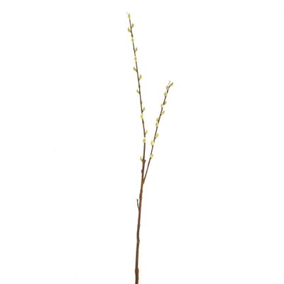 Pussy Willow Stem 100Cm