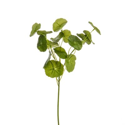 Geranium Leaf Spray