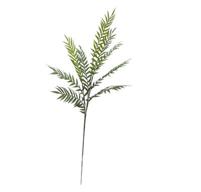 Short Stem Spray Ferns Hottentot Fern 30.5x15x81cm