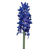 41.5cm Hyacinth Purple