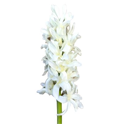 41.5cm Hyacinth Cream