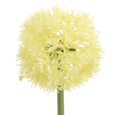60cm Allium Spray Cream