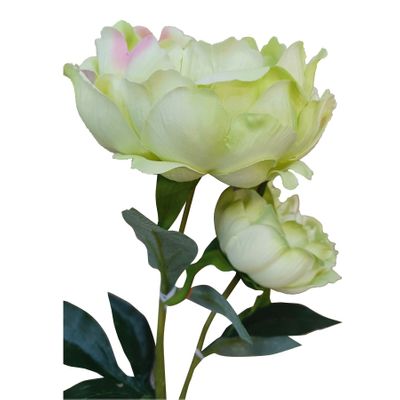 26" Peony x 2 Lime