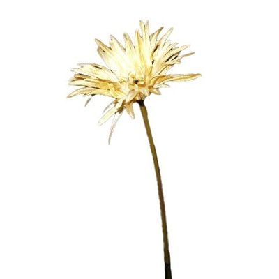 Cream Gerbera Daisy Spray