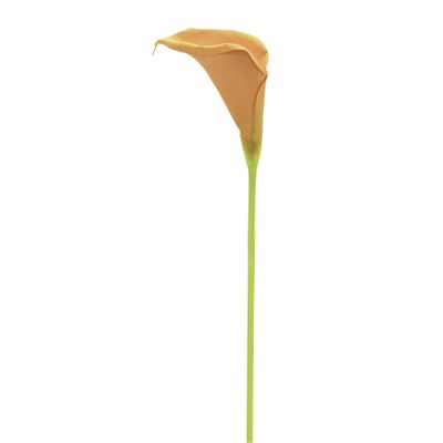 Sm Cala Lily Peach