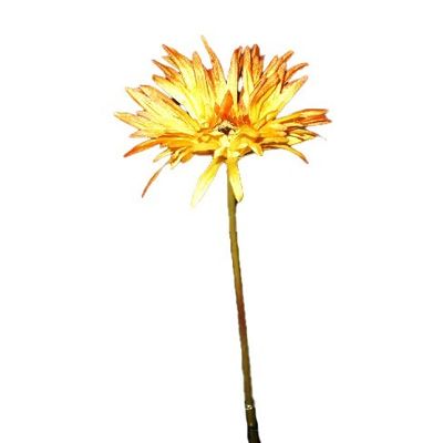 Dk Yellow Gerbera Daisy Spray