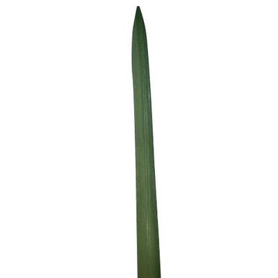 Lge.Orchid Leaf Green