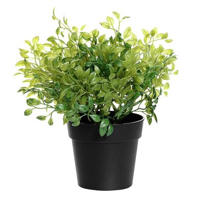 Potted Oregano 23Cm