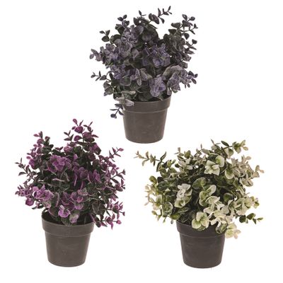 Potted Eucalyptus 3Ast