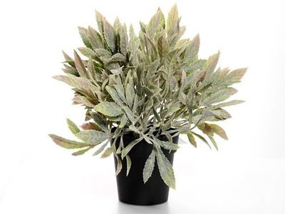 Potted Sage 24Cm