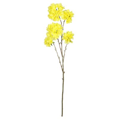 Tabebuia Trumpet Tree - 115cm