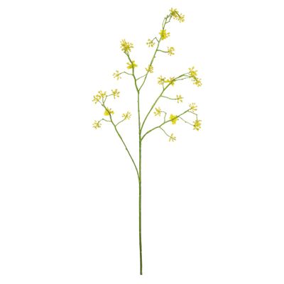 Cornus Mas Tree Flower Yellow - 75cm