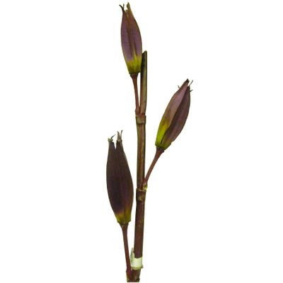 Sala Seed Spray Purple