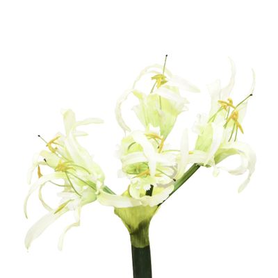Basket Flower Cream