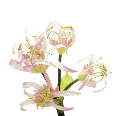 Basket Flower Pink