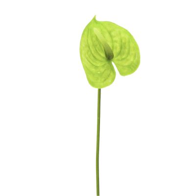 Sm Anthurium Green