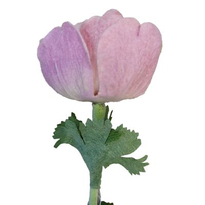 Velvet Anemone Pink