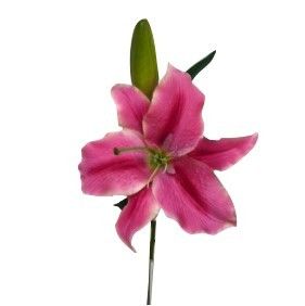 Pink Casablanca Lily