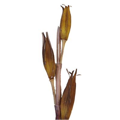 Sala Seed Spray Brown